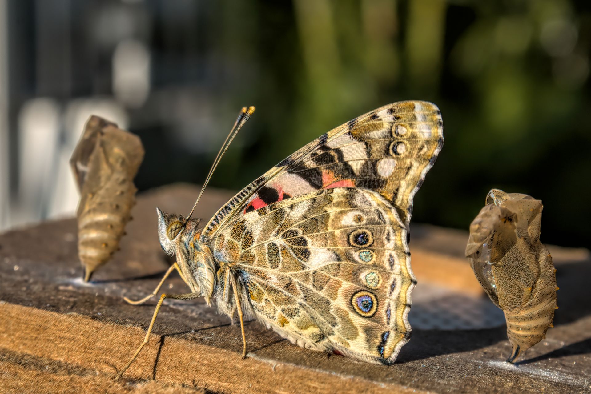 Coaching estime de soi : travail sur les croyances, transformation sur l'image de soi durable
